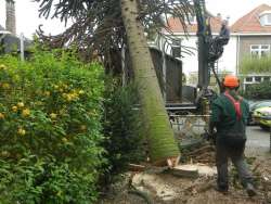 bomen rooien Mariahout